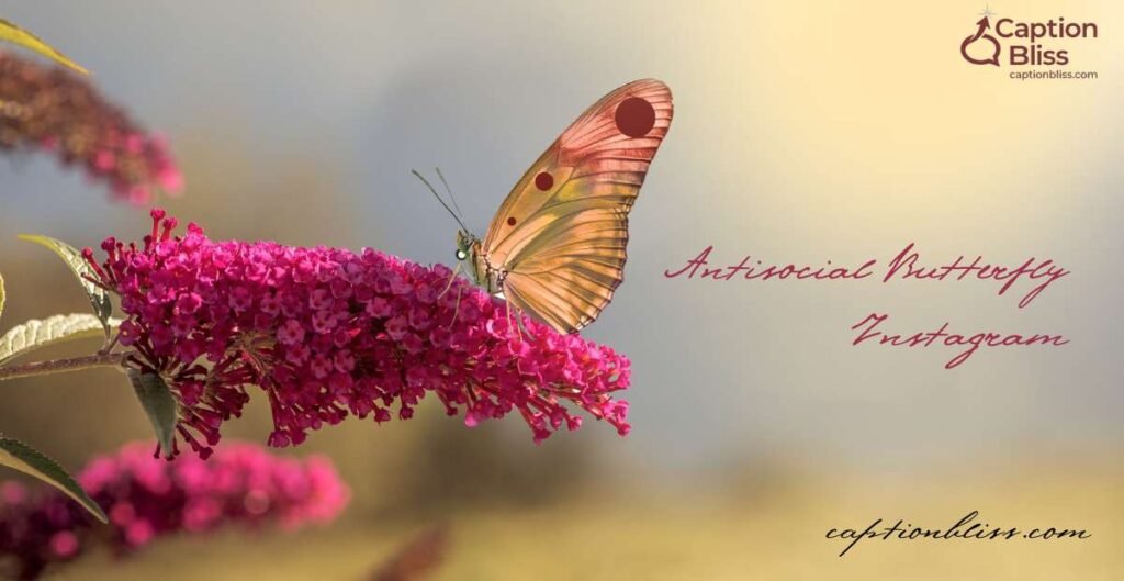 Antisocial Butterfly Instagram