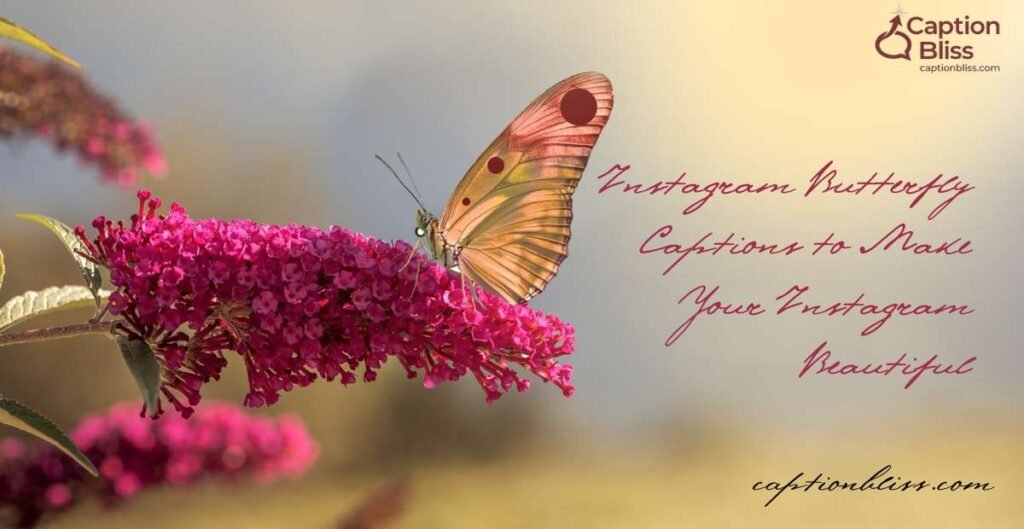 Instagram Butterfly Captions to Make Your Instagram Beautiful