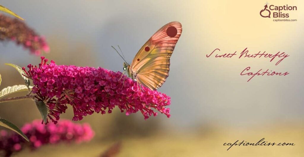 Sweet Butterfly Captions