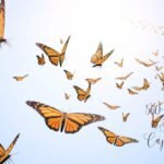 560+ Butterfly Instagram Captions in 2026
