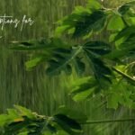 Rain Captions for Instagram
